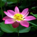 สมาชิกหมายเลข 1149405