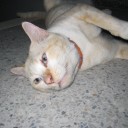 สมาชิกหมายเลข 726930