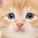 สมาชิกหมายเลข 731380