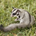 สมาชิกหมายเลข 1795416