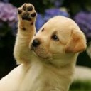 สมาชิกหมายเลข 3229730