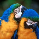 RainBow Macaw