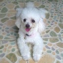 สมาชิกหมายเลข 772588