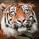 สมาชิกหมายเลข 1172061