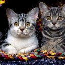 สมาชิกหมายเลข 1135870