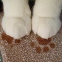 แมวเหาะ