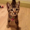 [Pussy]LittleCat