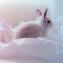 หมีแพนด้าชอบกินชาเขียว