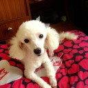 สมาชิกหมายเลข 1471012