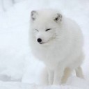 จิ้งจอกเก้าหาง