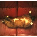 ซื่อมากโดนเชือด