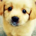 สมาชิกหมายเลข 2108724