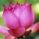 สมาชิกหมายเลข 742394