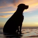 สมาชิกหมายเลข 1586466