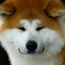 ไอ้หนุ่มหมาบ้าน