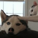 สมาชิกหมายเลข 2407193