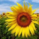 โถ่ชีวิต