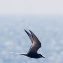 สมาชิกหมายเลข 1104330