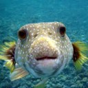 สมาชิกหมายเลข 808036