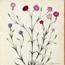 สมาชิกหมายเลข 1789605