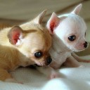 องค์หญิงเซมากุเตะ