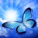 butterfly in the sky