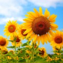 สมาชิกหมายเลข 776395