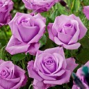 สมาชิกหมายเลข 1588901