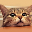 สมาชิกหมายเลข 1582319