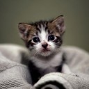 สมาชิกหมายเลข 2406308