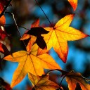 Autumn Maple