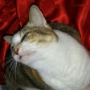 สมาชิกหมายเลข 2612796