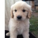 สมาชิกหมายเลข 1577504