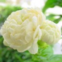 เด็กหญิงมะลิหอม