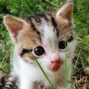 สมาชิกหมายเลข 2294752