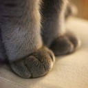 อัญมณีสวยงามใต้ทะเลลึก