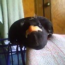 สมาชิกหมายเลข 1153154