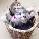 สมาชิกหมายเลข 1576593