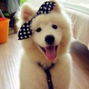 สมาชิกหมายเลข 2412638