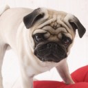 สมาชิกหมายเลข 3239444