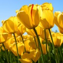 พี่หมูหยองหวาน