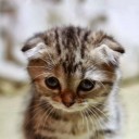 สมาชิกหมายเลข 2323709