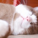 สมาชิกหมายเลข 1821447