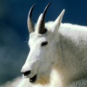 สมาชิกหมายเลข 2812493