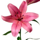 สมาชิกหมายเลข 781374