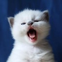 สมาชิกหมายเลข 1528756