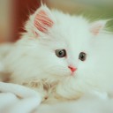 สมาชิกหมายเลข 2779696