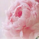 สมาชิกหมายเลข 2814433