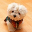 ก่อนว่ารักมีเพียงความฝัน