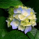 สมาชิกหมายเลข 2815583